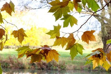 Fototapeta na wymiar Autumn Leaves Sunny Fall Landscape Colorful Foliage Background