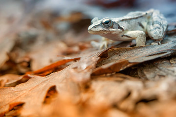 agile frog (Rana dalmatina)