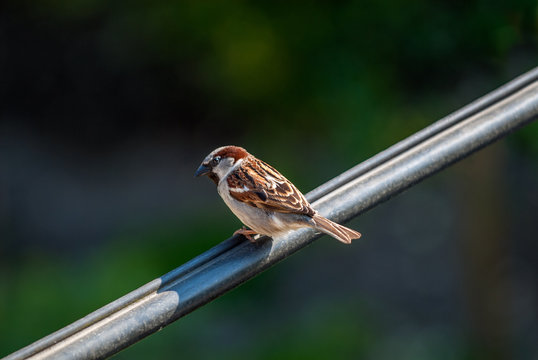 Sparrow on the metal rod