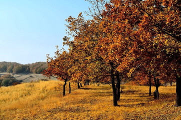 Осенние дубы растут рядами.