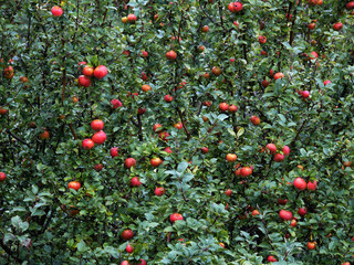 A crown of apple tree with red apples in autumn.