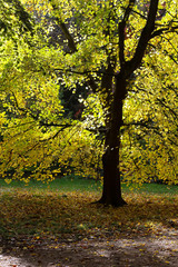 Fototapeta premium Autumn Leaves Sunny Fall Landscape Colorful Foliage Background