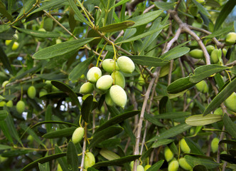 Olives on the tree