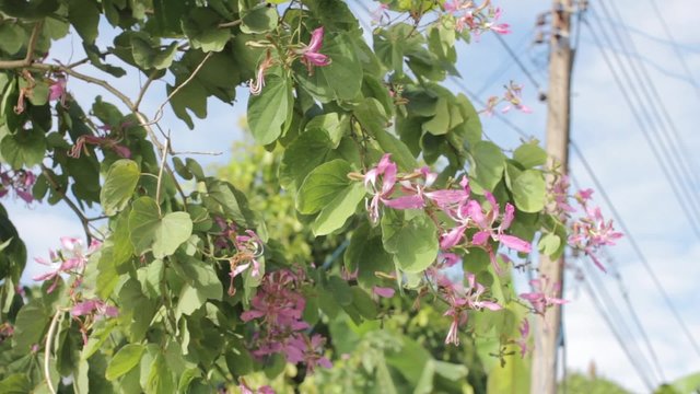 Purple Bauhinia or Purple Orchid Tree (Bauhinia purpurea L.) on the road side.