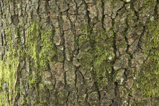 yosun tutmuş ağa&ccedil; dokusu