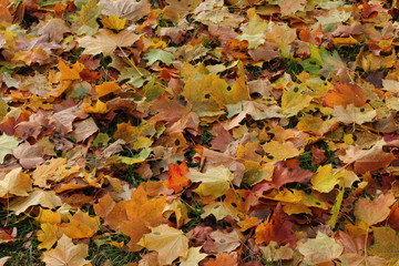 Obraz premium Many multi-colored maple leaves.