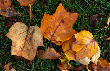 Autumn Leaves Sunny Fall Landscape Colorful Foliage Background