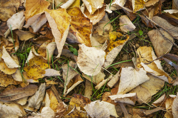 Top view image of autumn leaves