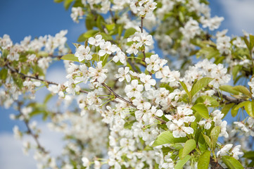 Blossomed cherry tree