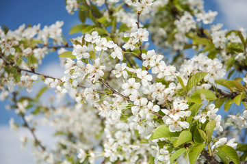 Obraz premium Blossomed cherry tree