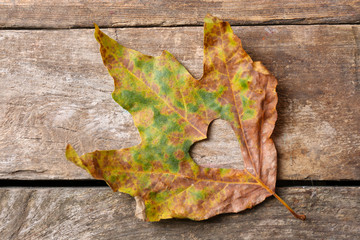 Dried autumn leaf with cutout heart on wooden background