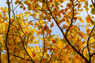 Naklejka na ściany i meble Autumn Leaves Sunny Fall Landscape Colorful Foliage Background