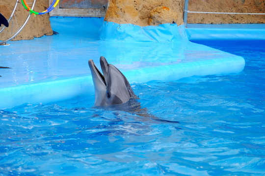 Cute dolphin in the dolphinarium © Africa Studio
