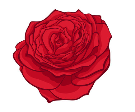 stylish red rose isolated on white