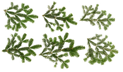 fir branch set isolated on white background