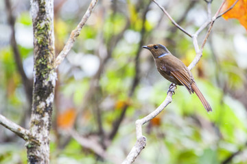 A female Large Niltava in its natural environment of Montane habitat. 