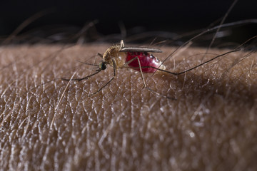 Mosquito sucking on human skin 2
