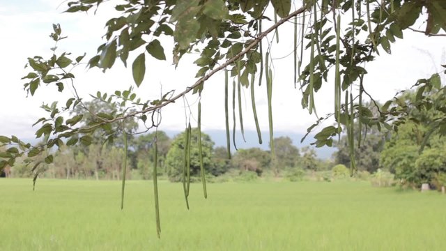 Golden shower seed on the tree (Cassia fistula L.)