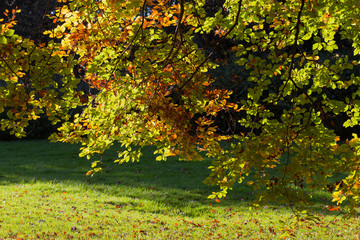 Autumn Leaves Sunny Fall Landscape Colorful Foliage Background