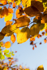 Fototapeta na wymiar Autumn Leaves Sunny Fall Landscape Colorful Foliage Background