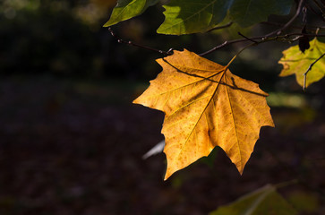 Autumn Leaves Sunny Fall Landscape Colorful Foliage Background