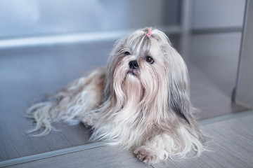 Shih tzu dog