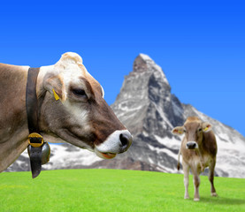Cow in the meadow. In the background of the Matterhorn - Pennine Alps, Switzerland