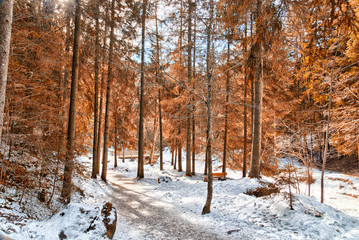 wood bridge in alpine forest on Dolomites mountains