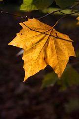 Autumn Leaves Sunny Fall Landscape Colorful Foliage Background