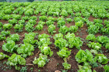 Fototapeta na wymiar fresh green lettuce on the ground in the farm