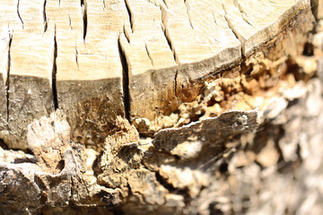 Wooden texture of tree trunk, close up