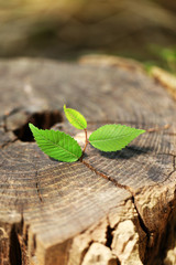 Beautiful seedling growing in the center trunk as a concept of new life