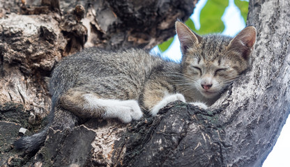 Little cute kitten sleep on tree