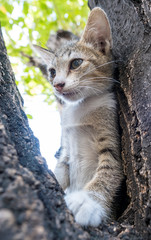 Little cute kitten on tree