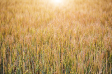 sunny wheat field