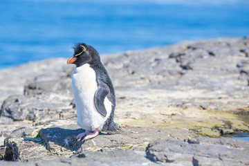 Rockhopper Penguin on a rock in colony