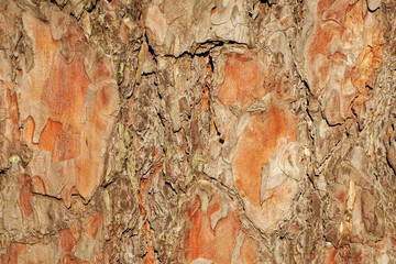 Pine bark structure