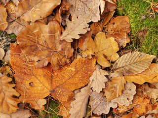 Obraz premium Oak autumn leaves fallen on the ground