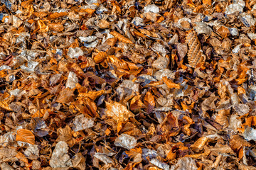 carpet of fall leaves and blades of grass in winter