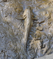 mud skipper on wetland