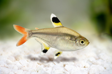 Golden pristella tetra Pristella maxillaris X-ray tetra aquarium fish 