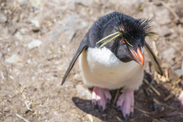 Rockhopper Penguin (Eudyptes chrysocome) looking up