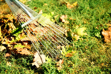 Fallen leaves and rake on green grass at the park