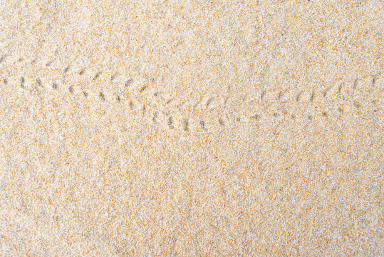 Hermit crab footprints on the sand