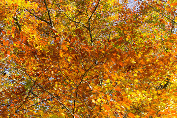 Autumn Leaves Sunny Fall Landscape Colorful Foliage Background
