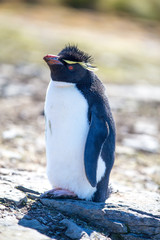 Rockhopper Penguin Portrait