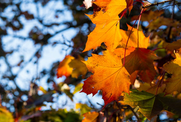 Autumn Leaves Sunny Fall Landscape Colorful Foliage Background
