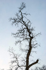 Tree silhouette in winter