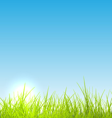 Fototapeta na wymiar Green fresh grass and blue sky summer background