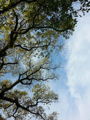 Autumn tree